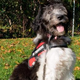 Bordoodles and Sheepadoodles from Evergreen Doodle Dogs
