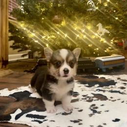 Lilly - Black and tan female Pembroke Welsh Corgi puppy in Johnson City, Texas from McCall Creek Corgis