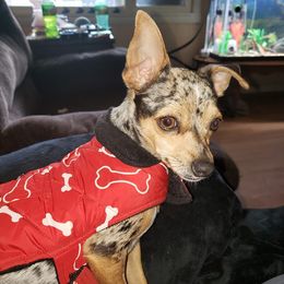 Chihuahuas from Our family of chihuahuas