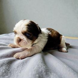 AKC-Milo - Liver and white male Shih Tzu puppy in Mooresville, North Carolina from Juji Shih Tzu