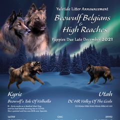Belgian Tervuren from Litter for Beowulf Belgians