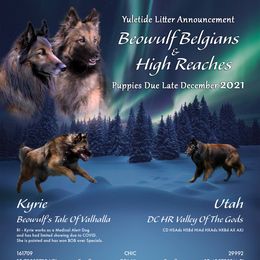 Belgian Tervuren from Litter for Beowulf Belgians