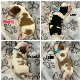 Cavalier King Charles Spaniel Puppies from Wilburn Cavalier King Charles