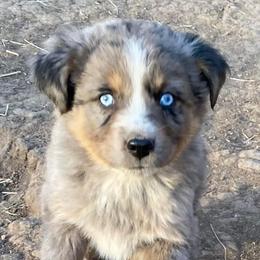 Miniature Australian Shepherd Puppies from C&J Miniature Aussies