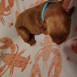 Light Blue - Dark golden male Golden Retriever puppy in Davisboro, Georgia from Ginger Snap Golden Retrievers