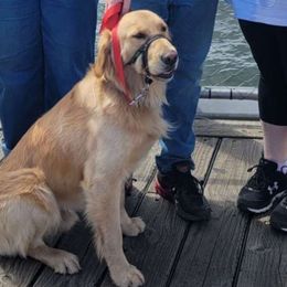 Rufus - Golden Retriever