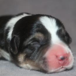 Jaguar - Black and tan male Pembroke Welsh Corgi puppy in West, Texas from Rustic Spur Kennel