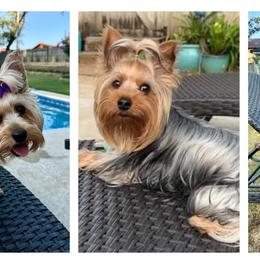 Yorkshire Terriers from Hardy Kennel