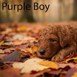Boy 3 - Red  male Poodle puppy in Mc Henry, Illinois from Sunset Maple Poodles