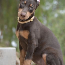 Doberman Pinscher Puppies from Obsidian Kennels