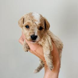 Daisy - Apricot female Goldendoodle puppy in Auburn, Indiana from Martin’s Doodles