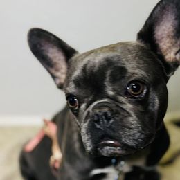 French Bulldogs from Stealing Hearts Frenchies, LLC