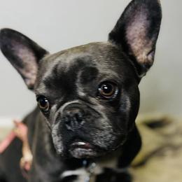 French Bulldogs from Stealing Hearts Frenchies, LLC