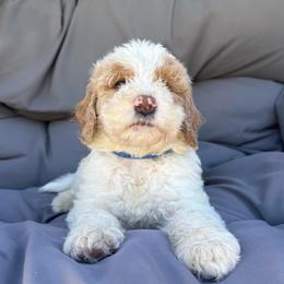BENI - Parti male Goldendoodle puppy in Temecula, California from Doodle Dreams
