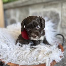 Coco - Chocolate female Cavapoo puppy in Natural Bridge, Virginia from Padgetts Hill Puppies