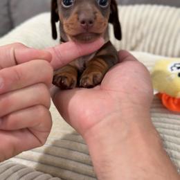 Mocha - Chocolate and tan female Dachshund puppy in Clovis, California from Lil Sausage Co
