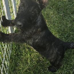 Scottish Terrier Puppies from Jason Kazmerski