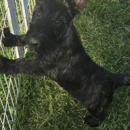 Scottish Terrier Puppies from Jason Kazmerski