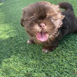 Kona - Chocolate female Shih Tzu puppy in Riverside, California from AKC Shih Tzu of California
