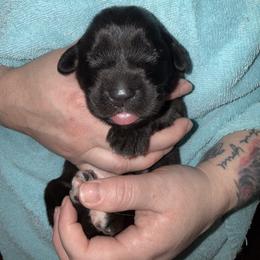 Ms. Lavender - Reddish brown female Leonberger puppy in Cypress, Texas from Magnolia Leos