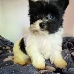 Boy 1 - Parti male Yorkshire Terrier puppy in White Pigeon, Michigan from Kathys Yorkie and Shih-tzu Cuties