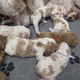 Red Male - Apricot male Goldendoodle puppy in Great Falls, Montana from Montana Goldendoodles