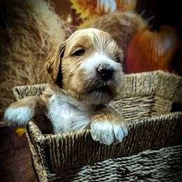 Green Boy - Red  male Goldendoodle puppy in Palm Bay, Florida from Costa's Curly Canines