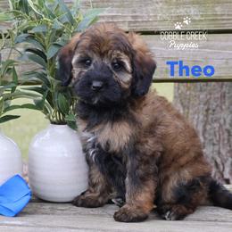 Theo - Sable male Bernedoodle puppy in Heyworth, Illinois from Cobble Creek Puppies