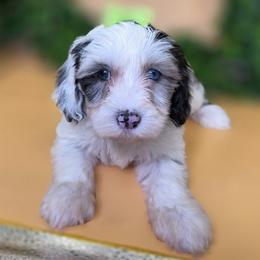 Bessie - Merle female Goldendoodle puppy in Decatur, Tennessee from Diamond's Doodles
