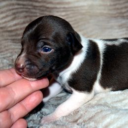 Rat Terrier Puppies from RaganRat Terriers