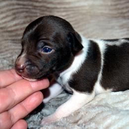 Rat Terrier Puppies from RaganRat Terriers