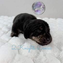 Annie🖤 - Brindle female Dachshund puppy in New Braunfels, Texas from 2 Knights Doxies