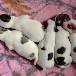 Chihuahua Puppies from Ay Chihuahua's