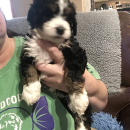 Bernedoodle and Goldendoodle Puppies from Candy Doodles