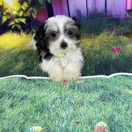 Oreo - Black & tan tri-color male Morkie puppy in Davie, Florida from Sweet Peluditos