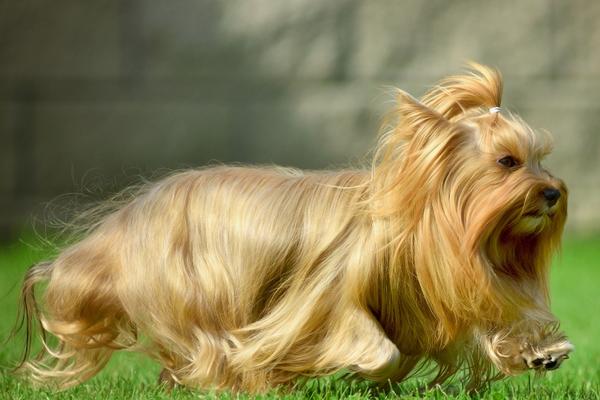 Find Russian Salon Dog puppies for sale near Hawaii