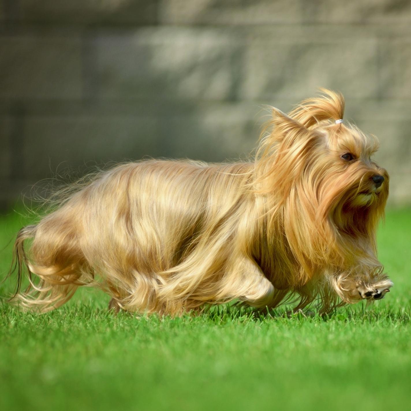 Russian Salon Dog