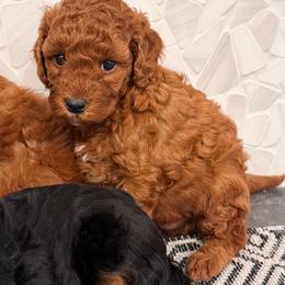Pixie - Red female Cavapoo puppy in Idaho Falls, Idaho from Freckle Paw Family