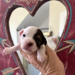 Maple - Parti female Yorkipoo puppy in Carlotta, California from Lost Coast Bernese Mountain Dogs