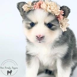 Lainey - Wolf sable female Pomsky puppy in Menahga, Minnesota from Mini Pomsky Puppies
