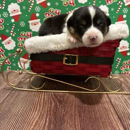 Pembroke Welsh Corgi puppies from Happily Ever After Corgis