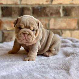 Iris - Lilac tri-color female Bulldog puppy in Hernando, Mississippi from Blues City Bulldogs