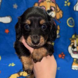 Dutton (PET ONLY) - Black and tan male Dachshund puppy in Goldthwaite, Texas from Mini Mama Dachshunds