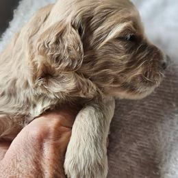 Victor - Cream male Goldendoodle puppy in Kansas City, Missouri from Poppy's Doodles