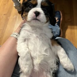 Cavalier King Charles Spaniel Puppies from Southern Valley Cavaliers