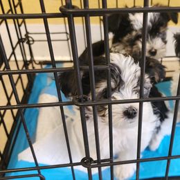 Morkie Puppies from My Precious Pups