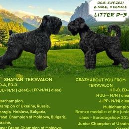 GG - Black Russian Terrier