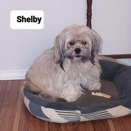 Shelby - Lhasa Apso