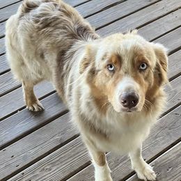 Australian Shepherds from Stover's Australian Shepherd's, LLC