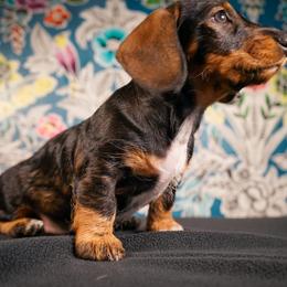 Dachshund Puppies from Shining A Lowriders & Co.